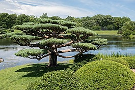 日本花園,芝加哥植物園,花園