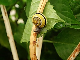 蝸牛,性質(zhì),爬行