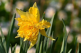 喇叭水仙,花,nacissus弹簧
