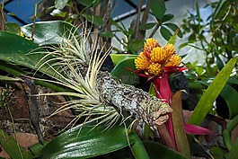 植物園,巴亞爾塔港,花