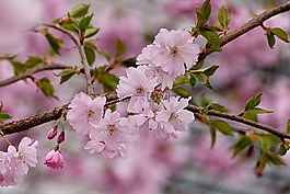 日本櫻花,粉紅色,樹