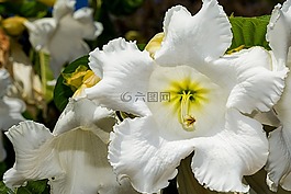 植物園,巴亞爾塔港,花