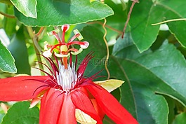 植物園,巴亞爾塔港,花