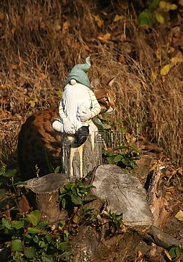 矮人,伪装,猫