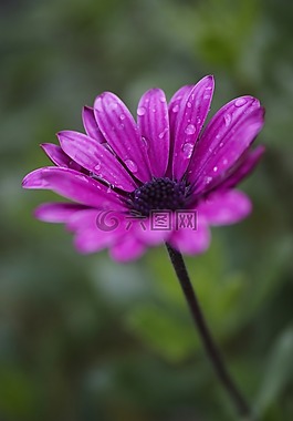 花卉,植物,性質(zhì)