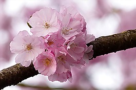 日本櫻花,粉紅色,樹