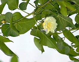 槿,花,黃色