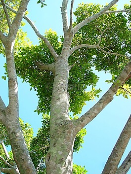 分支機(jī)構(gòu),樹(shù),曲線