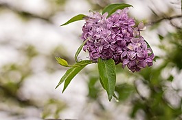 丁香,花,白色背景