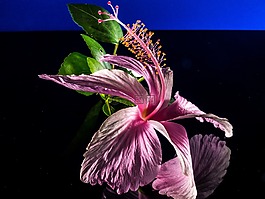 芙蓉,開花,花