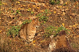 猫,伪装,秋季