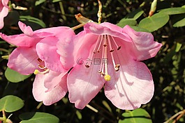 杜鹃,开花,布什