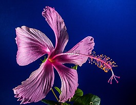 芙蓉,開花,花