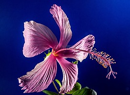 芙蓉,開花,花