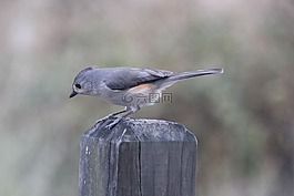 titmouse,tufted titmouse,鸟