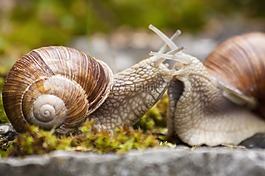 蜗牛,螺旋,pomatia