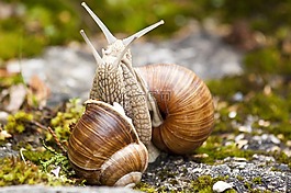 蜗牛,螺旋,pomatia