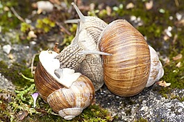 蜗牛,螺旋,pomatia