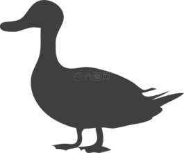 鴨,鳥,動物