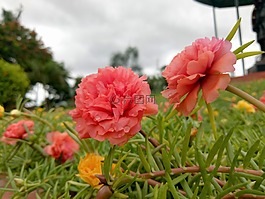 粉紅色的花,露珠,露水