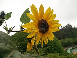 太陽花,花園,雨