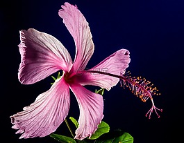 芙蓉,開花,花