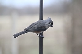 titmouse,tufted titmouse,鸟