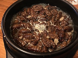 蠶寶寶,韓國食品,昆蟲