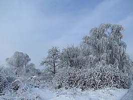 冬季,雪,景觀