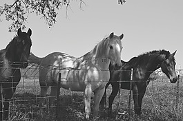 馬匹,動物,馬雷