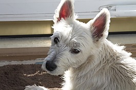 westie,小獵犬,狗