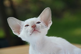 暹羅貓,貓,小貓