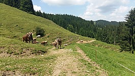 性質(zhì),牛,奶牛