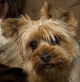 約克,小獵犬,狗