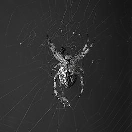 蜘蛛,orbweaver,越过