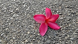 花,雞蛋花,性質(zhì)