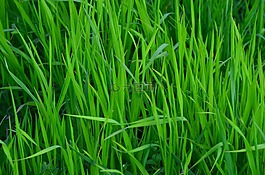 草,草地,綠色