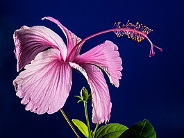 芙蓉,開花,花