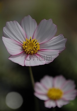 花,宇宙,粉红色