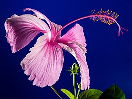 芙蓉,開花,花