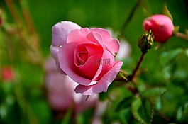 花,性質(zhì),植物