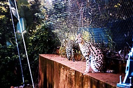 動物園,摩洛哥,動物
