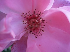 花,玫瑰,盛開