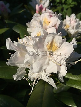 花,杜鵑