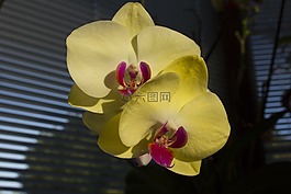 蘭花,花,關(guān)閉
