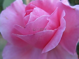 玫瑰,花,盛開