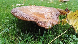 蘑菇,草地,秋季