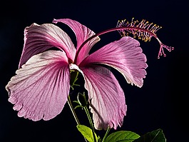 芙蓉,開花,花