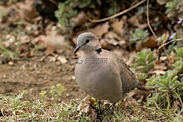 鴿子,鳥,野生動物