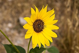 自然,植物區(qū)系,花